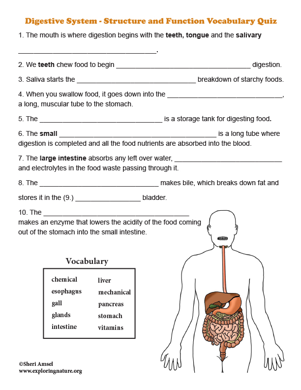 short answer questions for digestive system