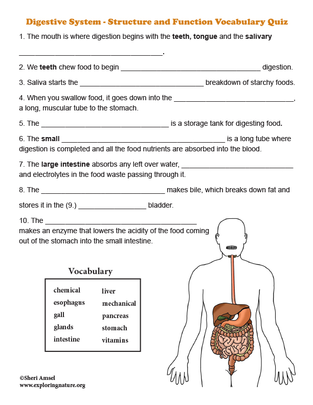 Digestive System Structure and Function Vocabulary Quiz