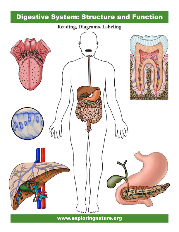 Digestive System