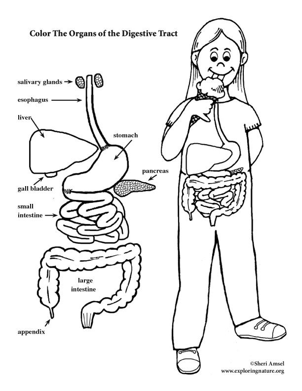 Digestive Tract Coloring Page (Elementary)