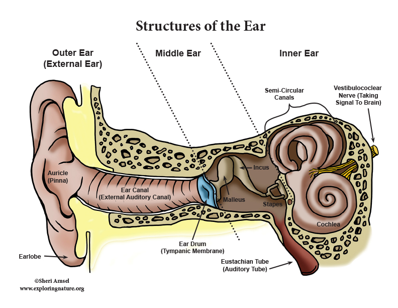 What structure of the ear contains the malleus, incus, and stapes