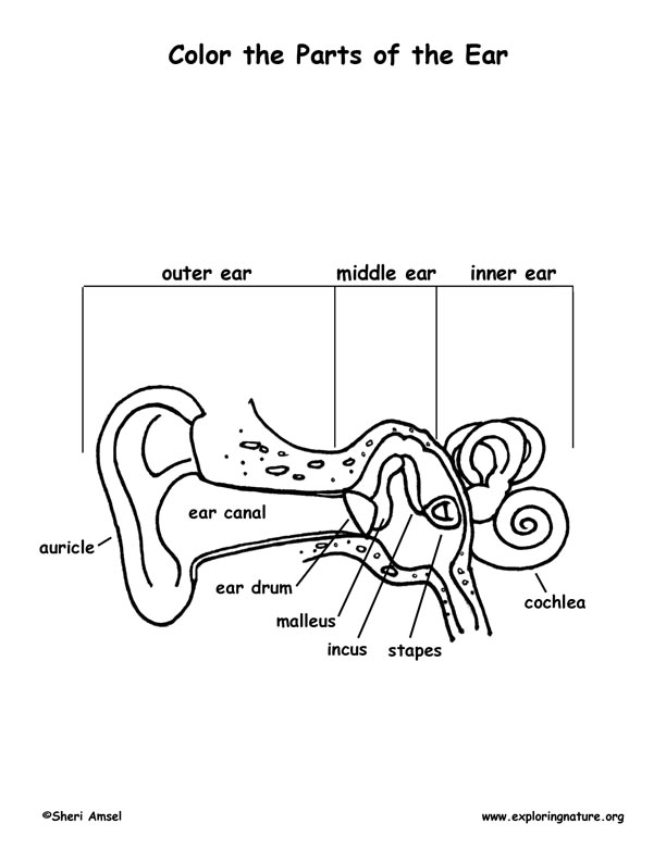 ears coloring page