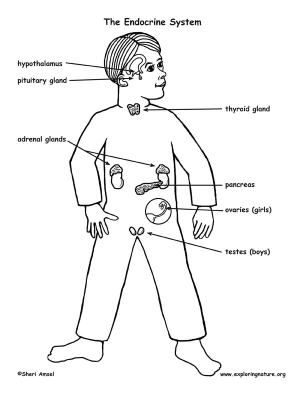 Endocrine System