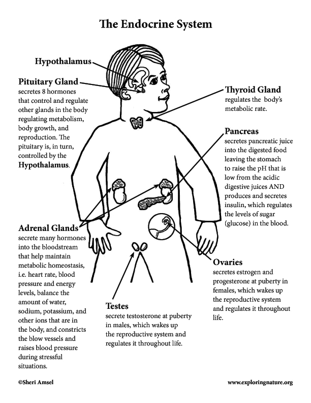 Endocrine System