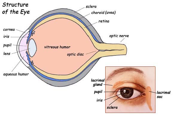 Sight
