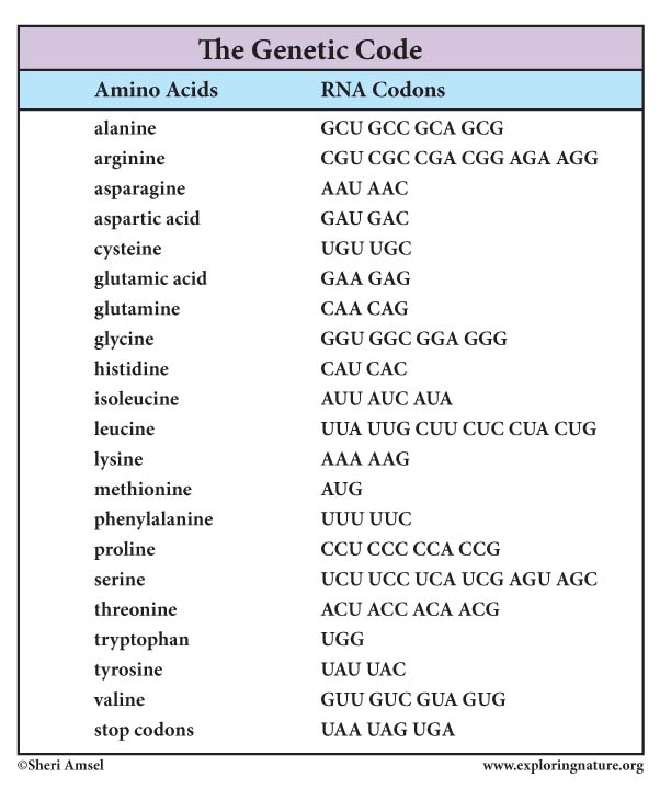 Transcription Chart