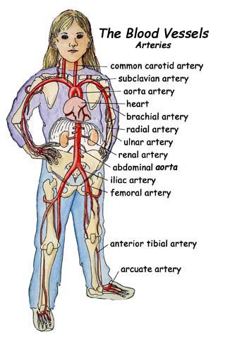 Pdf | cardiovascular disease (cvd) affecting blood vessel function is a leading cause of death around the world. Label The Blood Vessel Human Bio : Blood Vessel