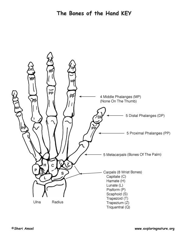 Hand - Bony Features