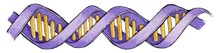 Chromosomes, Genes and Traits