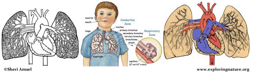 Respiratory System - Multiple Choice