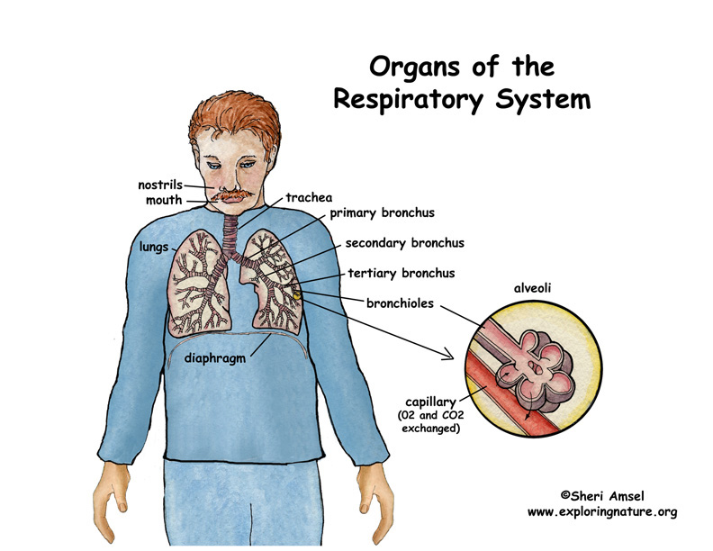 Respiratory System Overview