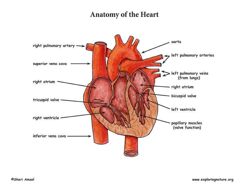 heart anatomy