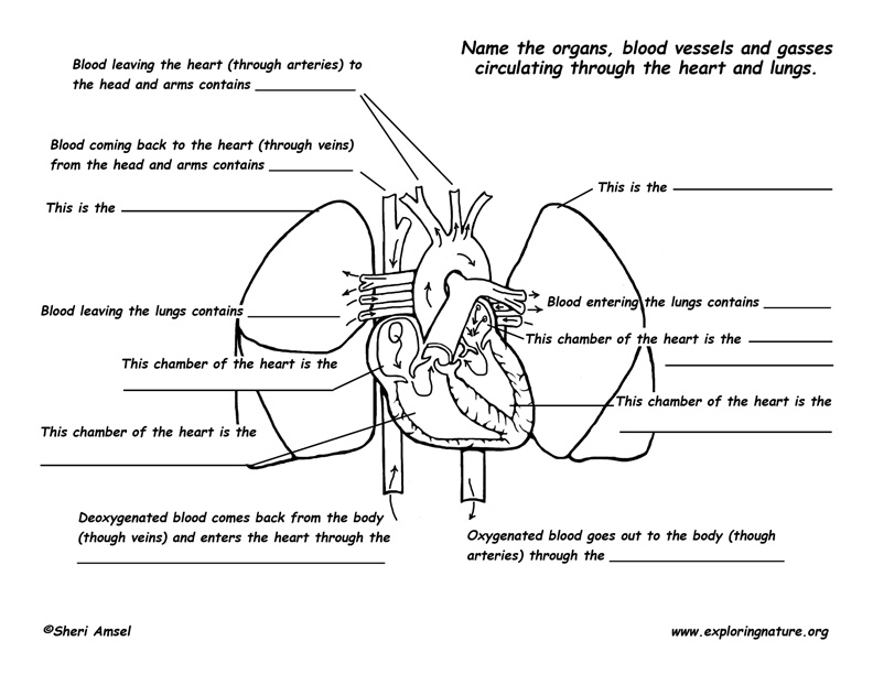 Pulmonary Circulation Flow Chart