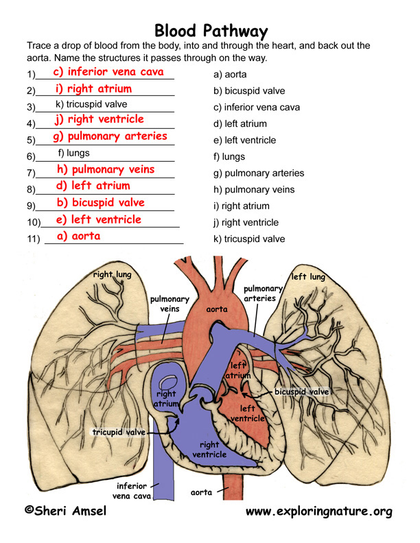 circulation travel to