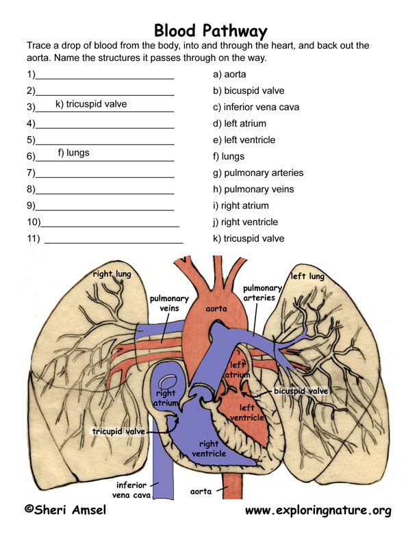 Pulmonary Circulation Through Heart And Lungs Advanced