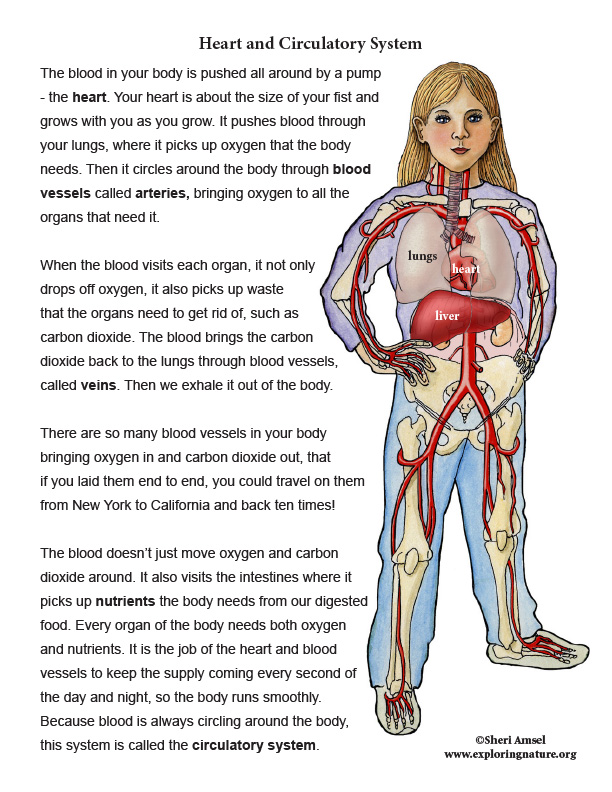 A Circulatory System Introduction for K-3