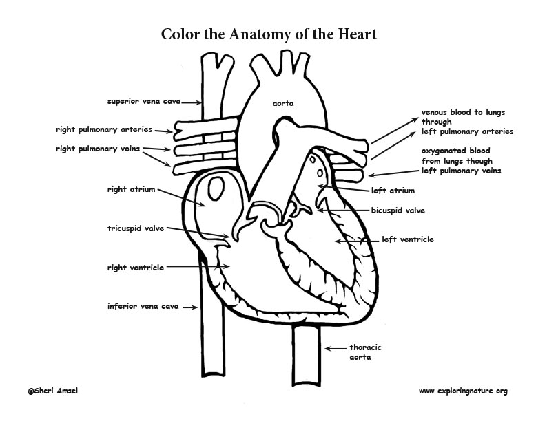 Heart Health Coloring Pages