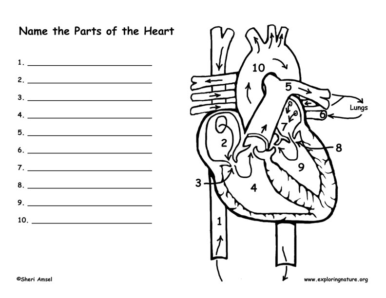 heart parts coloring pages