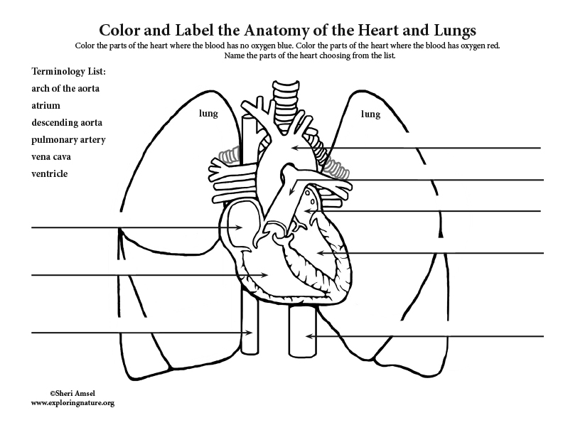 Heart And Lungs Labeling Pages