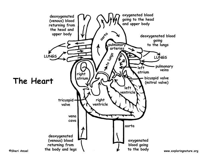 heart parts coloring pages