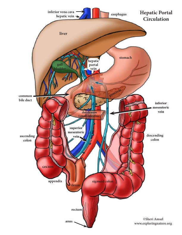 Liver - Hepatic Portal Circulation (Advanced)