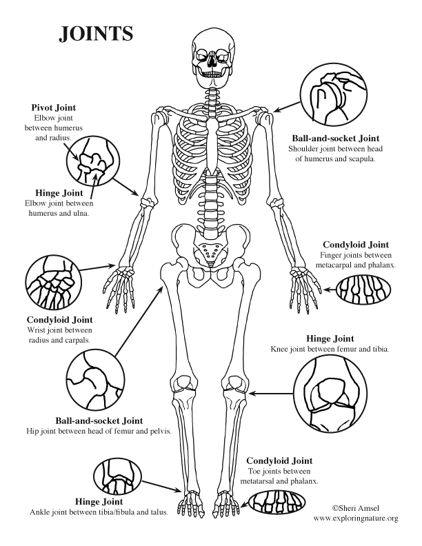 Joints Synovial Older Students