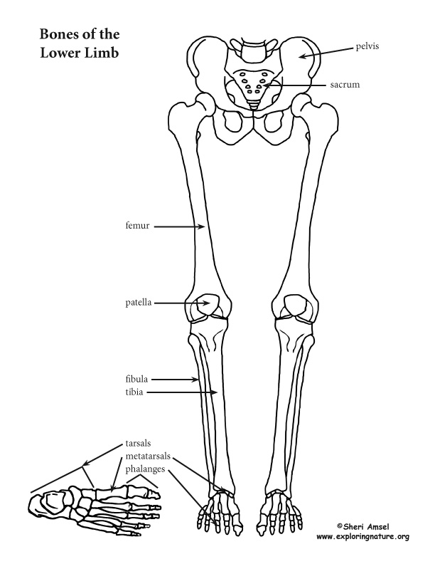 Leg Bone Diagram - human-leg-muscles-diagram | Anatomy for Artists