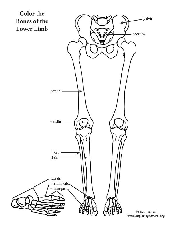 Lower Limb (Thigh, Leg and Foot) Coloring Page