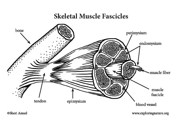 Muscle (Skeletal) Labeling Page