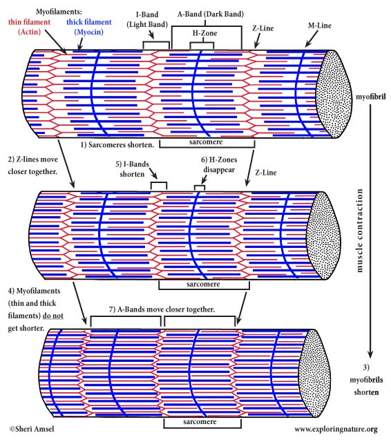 Muscle Contractions - How They Work (Advanced)