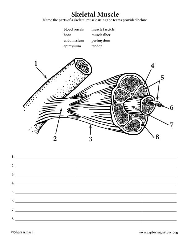 Muscle structure  muscle under the microscope  Science Learning Hub