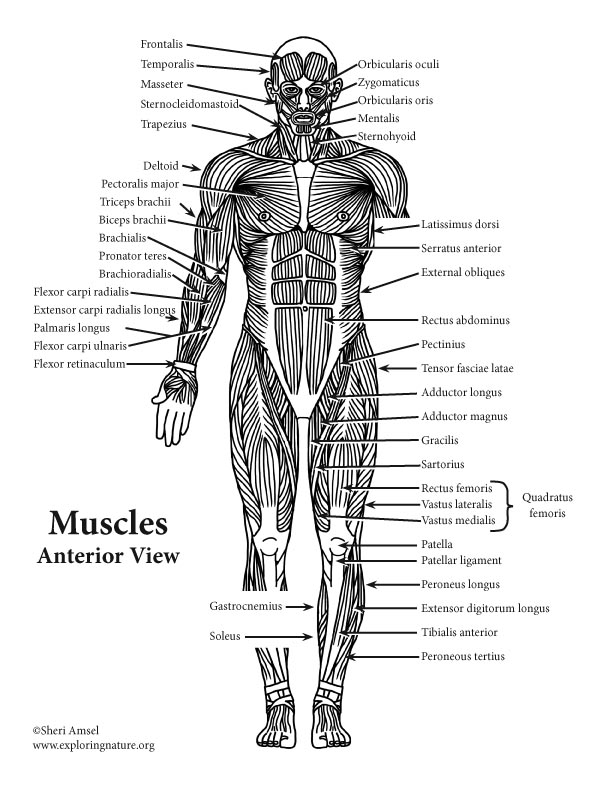 Musclular System Labeled Back Human Body Muscles Labeled Front And