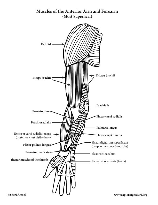 Muscles of the Arm and Forearm (Anterior) (Advanced)