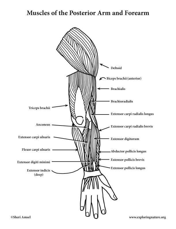 31 Label The Muscles Of The Arm - Labels Database 2020