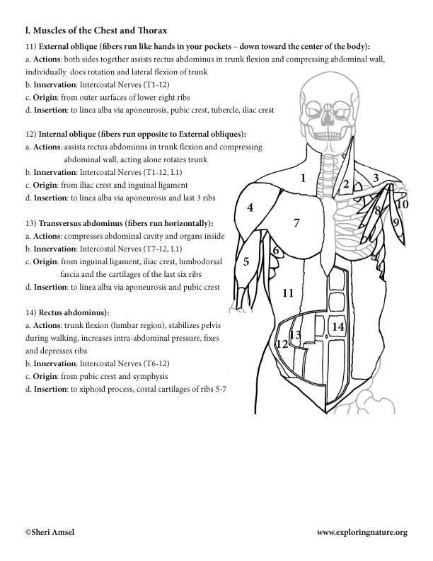 Neck, Shoulders, Chest and Thorax Muscles (*Advanced)