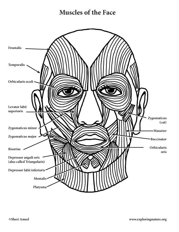 Muscles of Facial Expression and Mastication (Chewing)