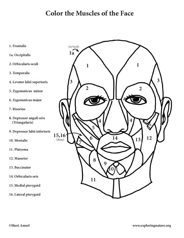 Muscles Of The Face Coloring Page