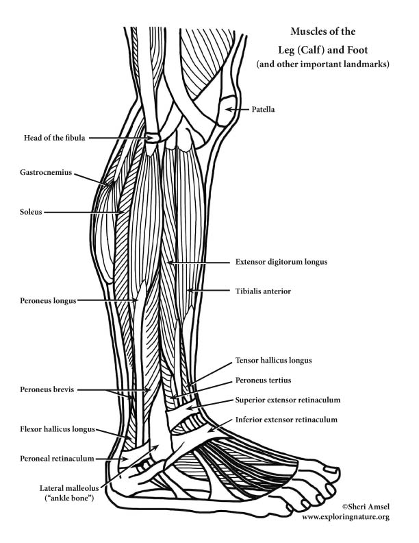 Muscles Of The Leg  Calf  And Foot  Lateral View   Advanced