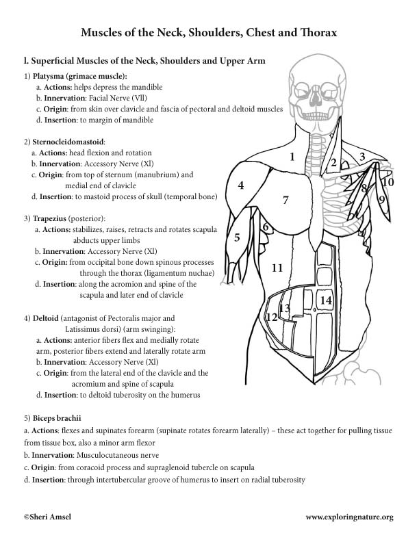 Neck, Shoulders, Chest and Thorax Muscles (*Advanced)