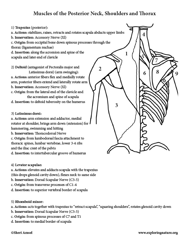 Muscles of the Neck, Shoulders, Chest and Thorax ...