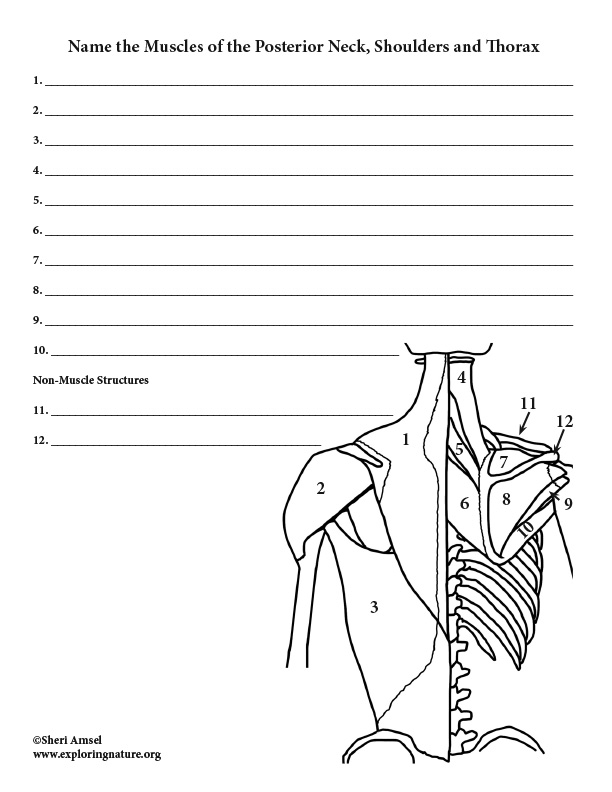 Muscles of the Neck, Shoulders and Thorax (Posterior) Labeling