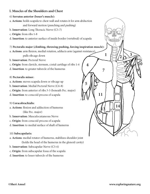 Neck, Shoulders, Chest and Thorax Muscles (*Advanced)