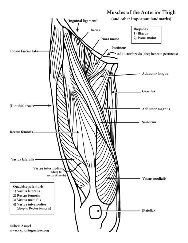 Muscles of the Hip and Thigh (Anterior) (Advanced)