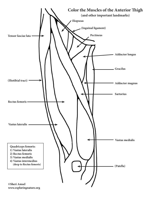 Muscles of the Thigh and Hip (Anterior) Coloring