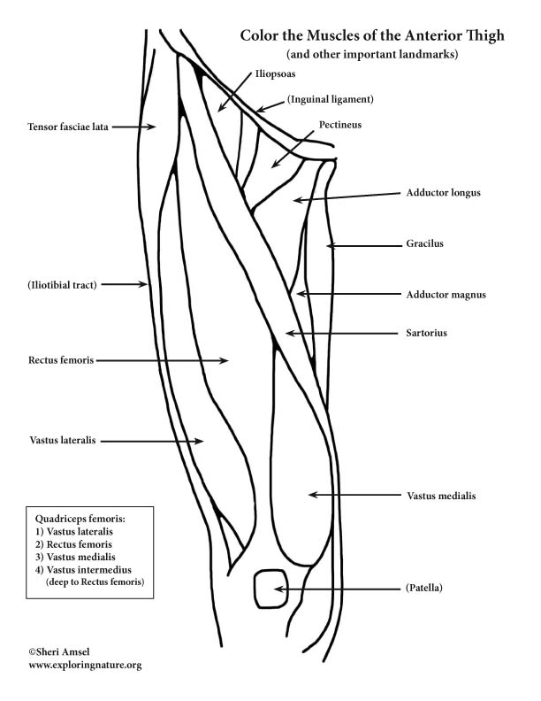 Muscles Of The Thigh And Hip Anterior Coloring Muscles Of The Thigh And Hip Anterior Coloring