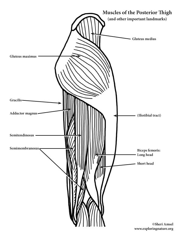 Upper Thigh Muscles Diagram