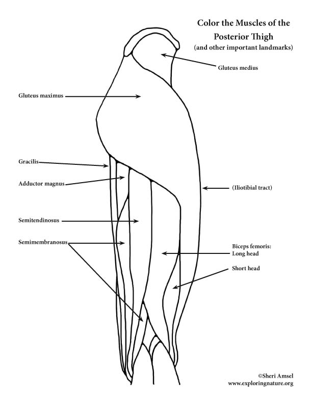 Muscles of the Thigh and Hip (Posterior) Coloring