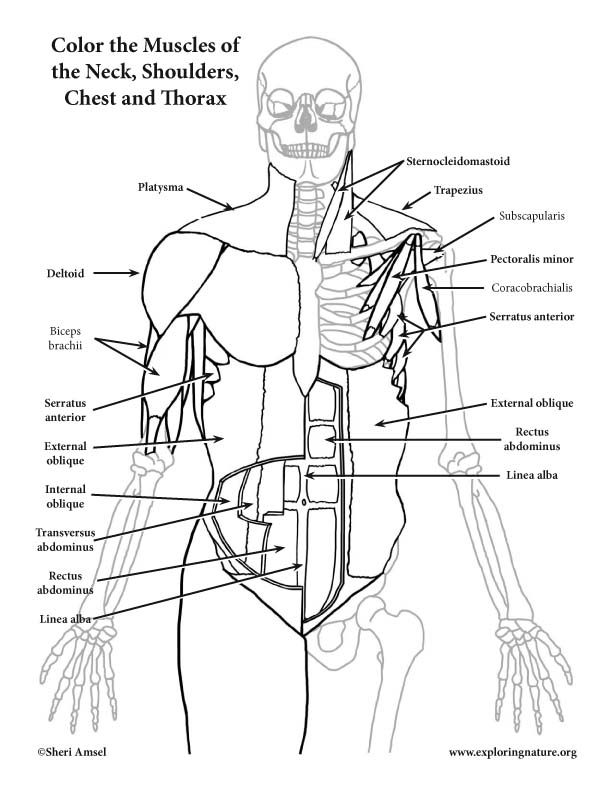 Muscles Of The Neck Chest And Thorax Coloring Page