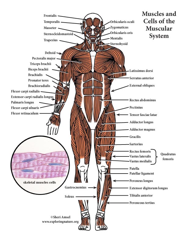 Muscular System Color Diagram (Mini-Poster)