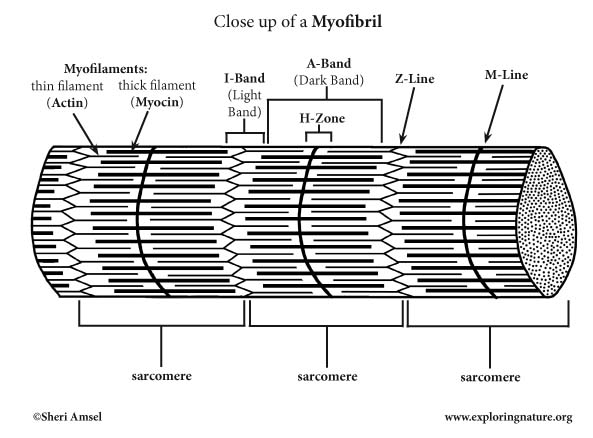 M Line